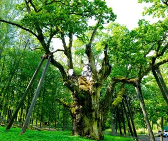 Stelmužė