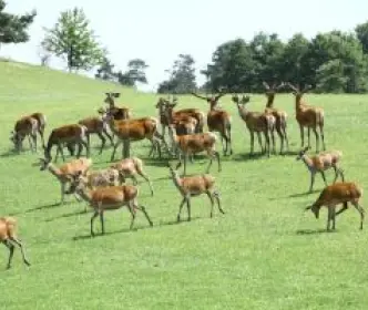 Zoo safaris
