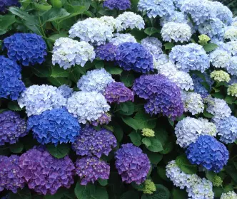 Hortenzijos