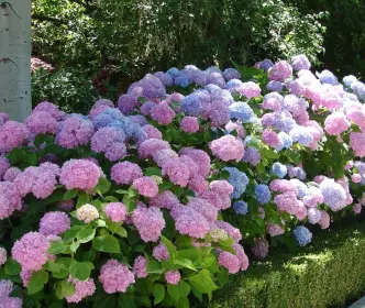 Hortenzijos