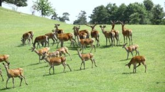 1 diena - Zoo-safaris