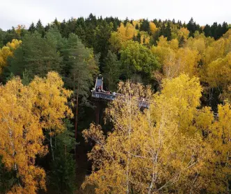 medžių lajų takas