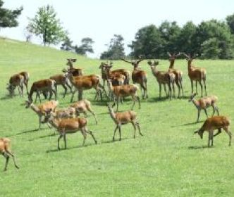 Zoo safaris