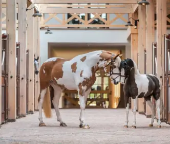 Royal Horse