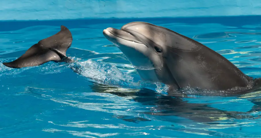 Delfinai