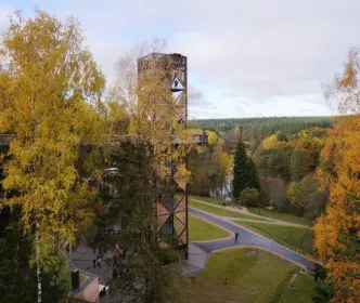Medžių lajų takas
