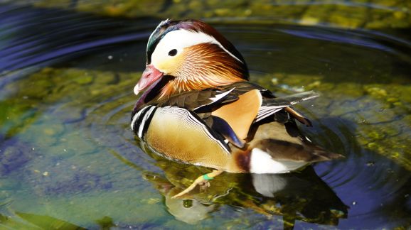 5 diena - shutterstock 2624954603