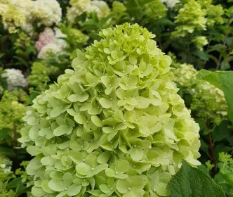 Hortenzijos