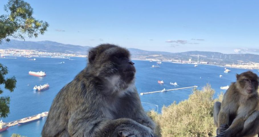 Gibraltaras