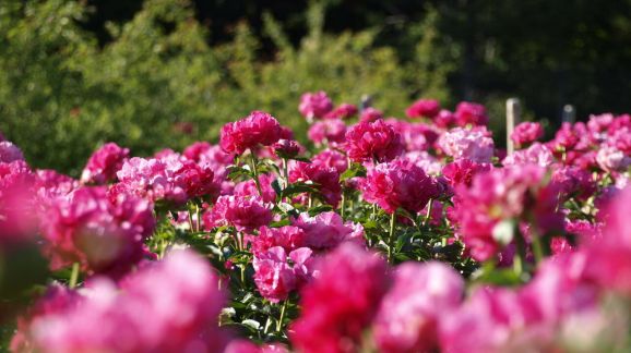 1 diena - Sarema, Bijūnų festivalis 1011646 large