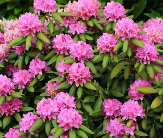 Rododendr