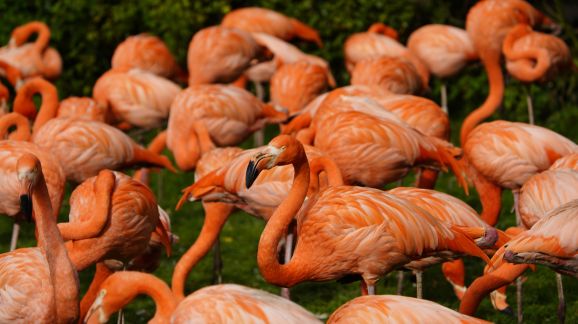 5 diena - shutterstock 2532914187