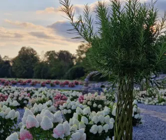 Hortenzijų parkas