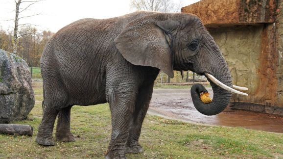 2 diena - tALINO zOO2022-10-tn3 dsc03173-1