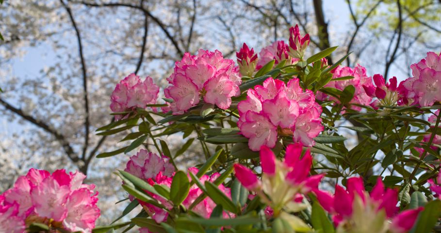 Rododendr