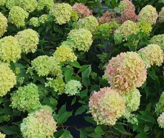 Hortenzijos
